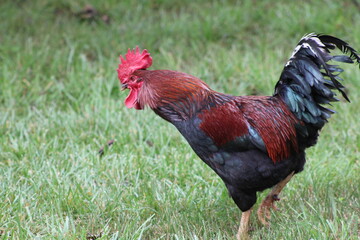 Chickens and rooster in the front yard