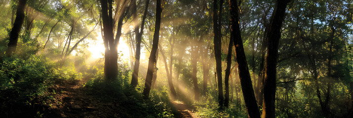 Obraz premium Panoramic view of a forest with sunlight shining through the trees