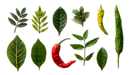 A piece of herbal leaves and chili pepper on a white background. Vegetable pattern. Flowers and vegetables on wa hite background. Top view, flat lay isolated on a white background