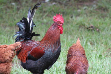 Chickens and rooster in the front yard