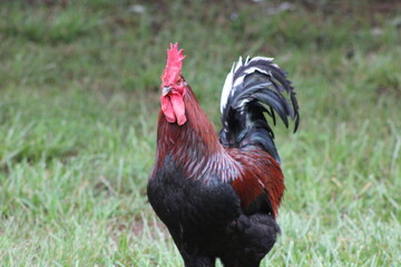 Chickens and rooster in the front yard