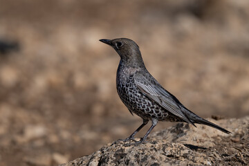 Ring Ouzel feeding high in the mountains