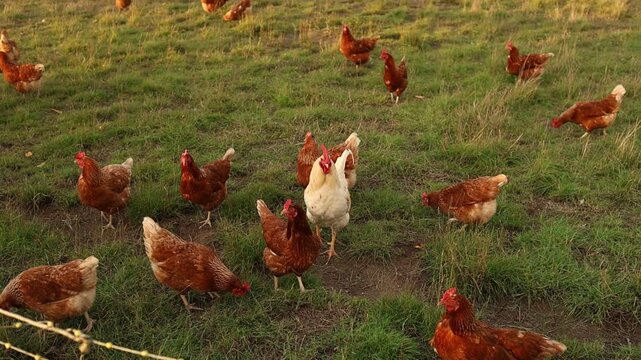 Group of chickens on a farm yard chicken eco farm, free range chickens and care of poultry, raising chickens on a poultry farm