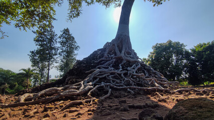 Panorama of ancient stone doors and tree roots in Nganjuk, Indonesia. Giant banyan tree roots destroy temple walls. The destroyed building structure is a horror story.