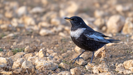 Ring Ouzel feeding high in the mountains
