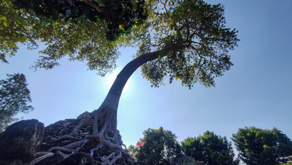 Panorama of ancient stone doors and tree roots in Nganjuk, Indonesia. Giant banyan tree roots destroy temple walls. The destroyed building structure is a horror story.