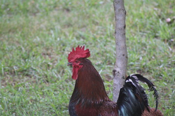 Chickens and rooster in the front yard