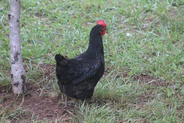 Chickens and rooster in the front yard