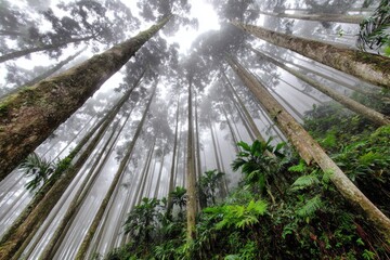 Misty forest canopy, tall trees reaching upward