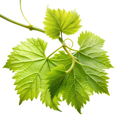 Fototapeta premium Fresh Green Grapevine Leaves on a Vine on transparent background