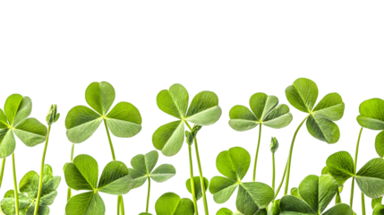 Green clovers isolated on transparent background