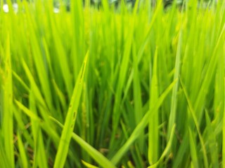 Close-up of fresh green rice plant leaves in a paddy field, symbolizing growth, agriculture, nature, and tropical farming life. Perfect for backgrounds or eco-themed visuals.