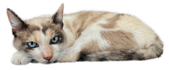 Beautiful cream and brown cat with bright blue eyes lying on transparent background, ideal for animal photography, pet portraits, and home decor inspiration. PNG. Cut out