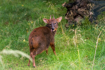 Southern Pudu during daytime in nature