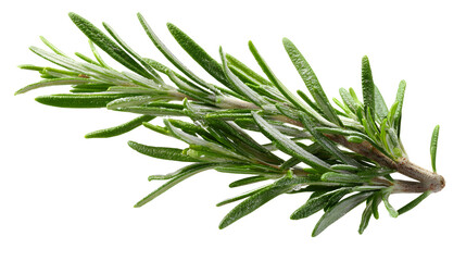 Rosemary twig isolated on a white background