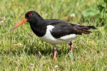 ringed Eurasian oystercatcher (Haematopus ostralegus) on meadow
