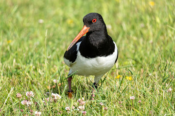 ringed Eurasian oystercatcher (Haematopus ostralegus) on meadow