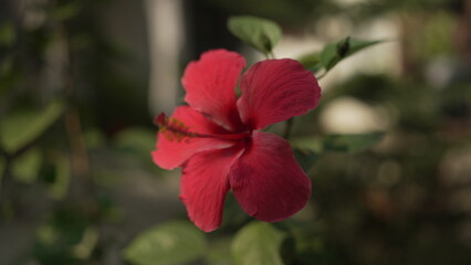 red hibiscus flower