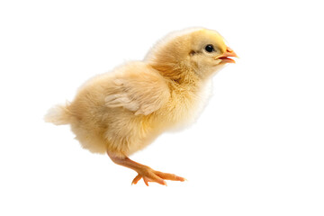 Obraz premium baby chicken floating mid-air on AI generated by PNG