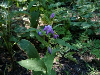 violet flower in the garden