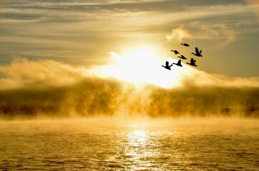 Geese inflight