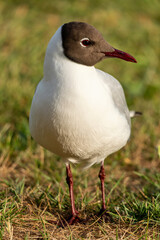 adult black-headed gull (Chroicocephalus ridibundus) in summer plumage on meadow