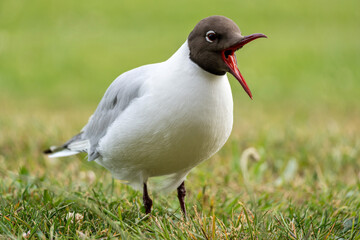 adult black-headed gull (Chroicocephalus ridibundus) in summer plumage on meadow