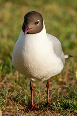 adult black-headed gull (Chroicocephalus ridibundus) in summer plumage on meadow