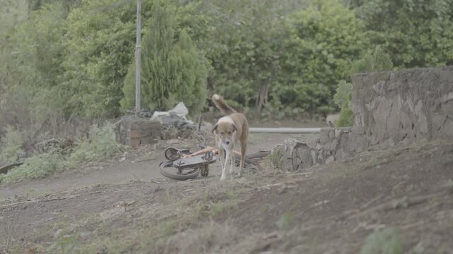 animal log footage for practice | High-Quality Raw Footage for Professional Projects | slog3 10bit 4k, Unedited Clips