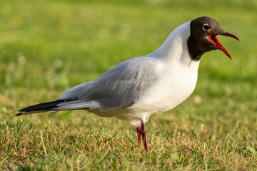adult black-headed gull (Chroicocephalus ridibundus) in summer plumage on meadow