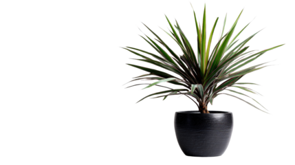 Dracaena marginata with long pointed leaves in black pot, background isolated on a Transparent background, PNG file.