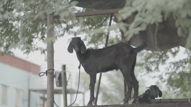 indian desi goat High-Quality Raw Footage for Professional Projects | slog3 10bit 4k, Unedited Clips