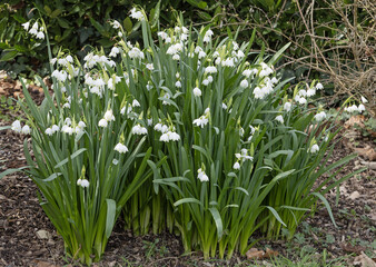 Leucojum vernum	