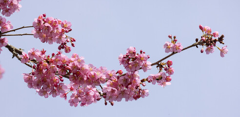 cerisier du Japon en fleurs au printemps