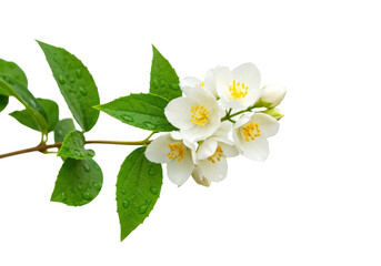 Delicate white jasmine flowers with vibrant green leaves on a stem isolated on transparent background