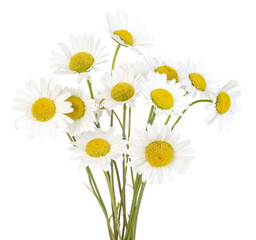 Obraz premium Marguerite commune
