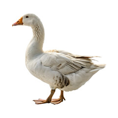 goose isolated on white background