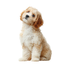Obraz premium Adorable fluffy puppy with light brown and white fur looking curiously to the side in a playful and inviting pose