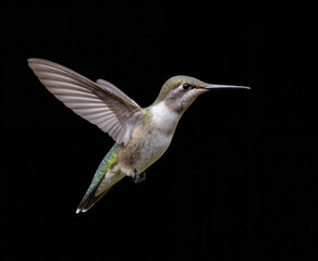 Grey and white hummingbird in mid-air, black stripe on wings, taking off, wings spread, body angled, stark black backdrop, central position, swift flight.