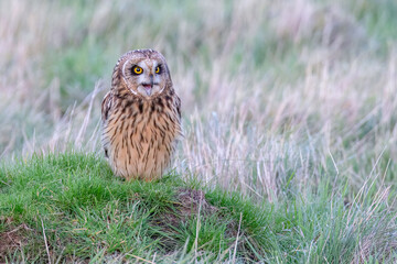 Short-eared Owl