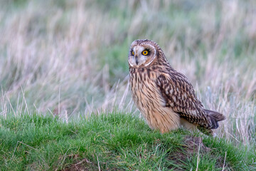 Short-eared Owl