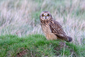 Short-eared Owl