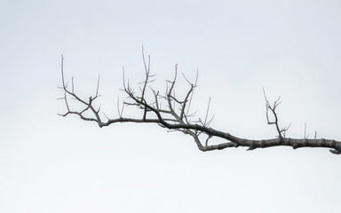 Fototapeta premium Bare Tree Branch Against White Sky winter dormant