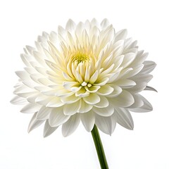 white dahlia flower