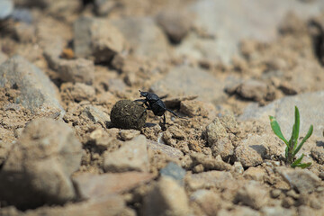 A dung beetle is seen on a rocky, dry path, rolling a large ball of dung with a small green plant nearby.