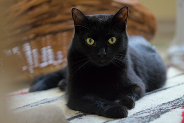 A domestic black cat with striking yellow-green eyes is lying down and looking directly at the camera.