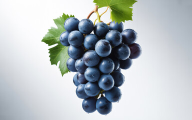 Fototapeta premium Bunch of dark blue grapes with water droplets and leaves