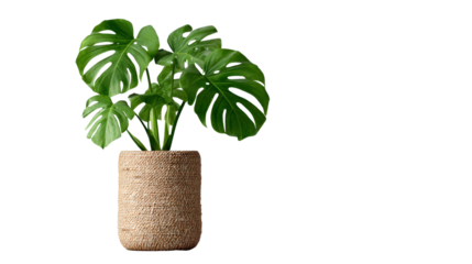 Eco-friendly theme with monstera plant in sustainable pot, isolated on a Transparent background, PNG file.