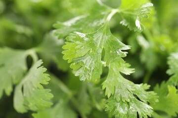 Wet cilantro leaves as background, macro view