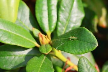  Small insect called candy-striped leafhopper, red banded leafhopper or graphocephala coccinea